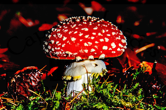 Mushroom Jpeg
